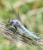 Orthetrum brunneum